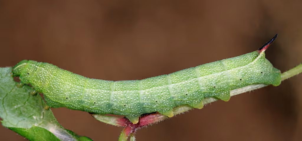 Nessus Sphinx, photo 1 of 5