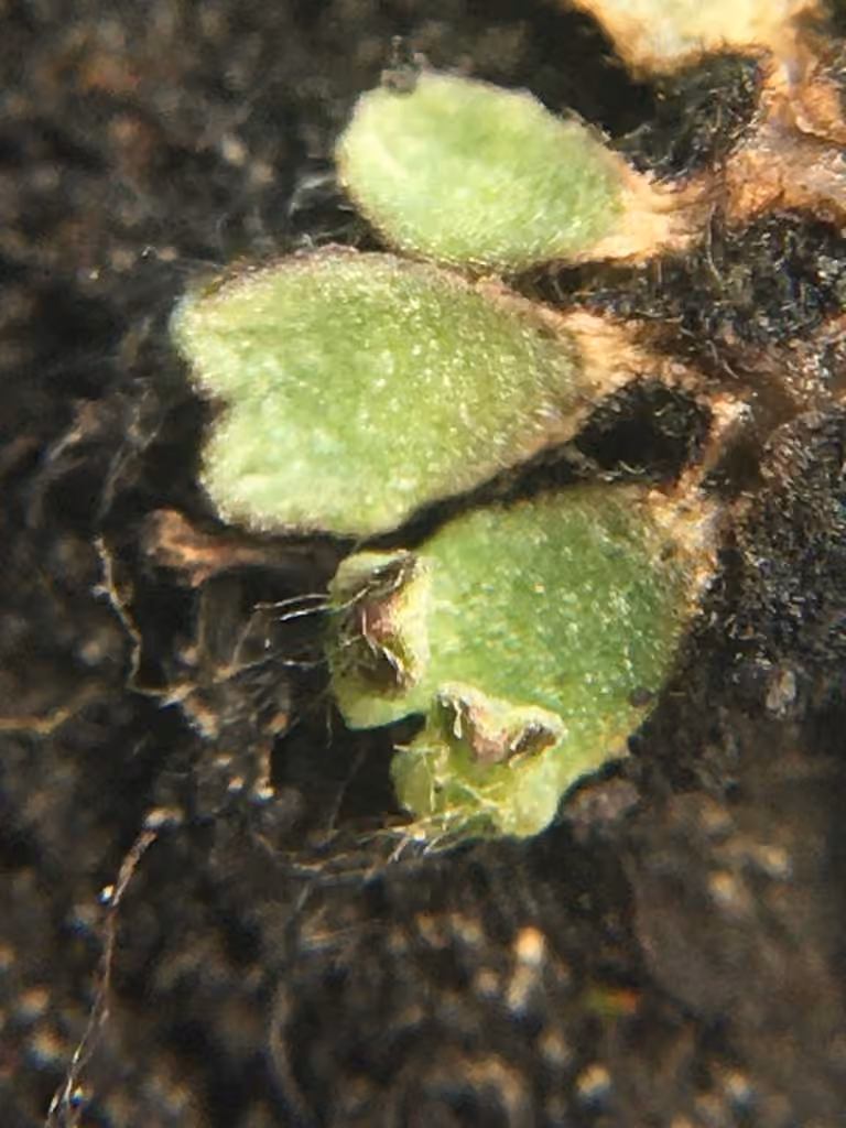 Purple Crystalwort, photo 2 of 5