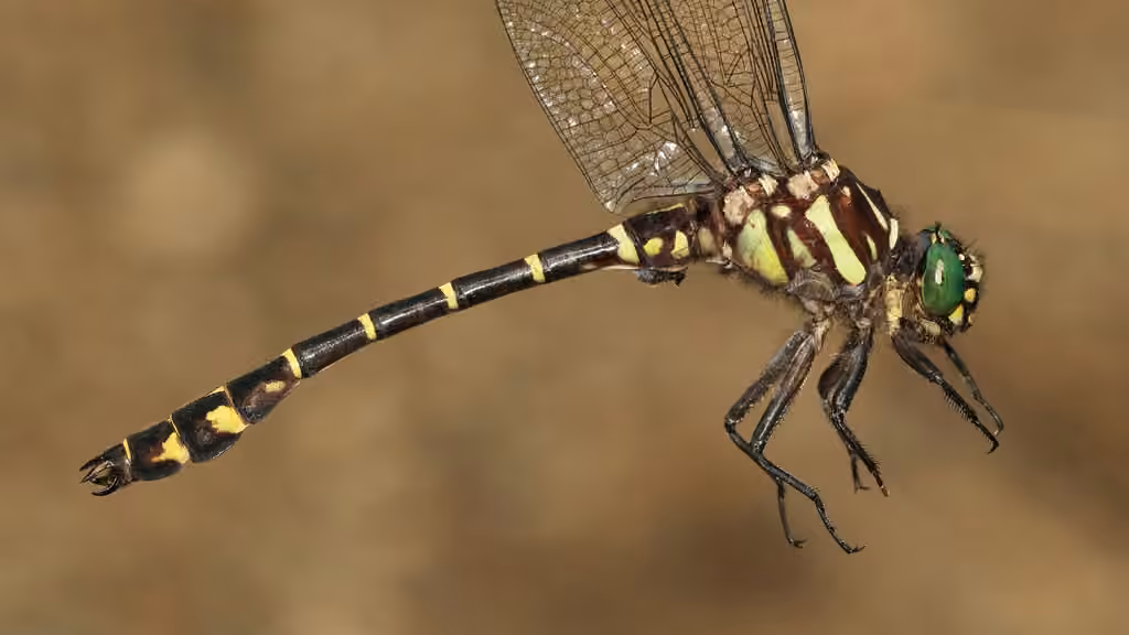 Zebra Clubtail