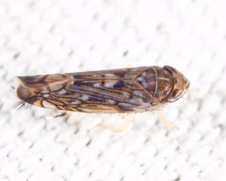 Scaphoideus immistus, Adulte