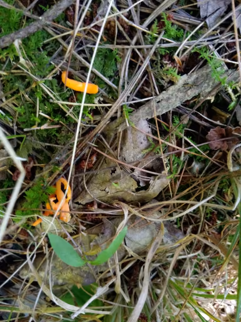 Orange Spindle, photo 3 of 5