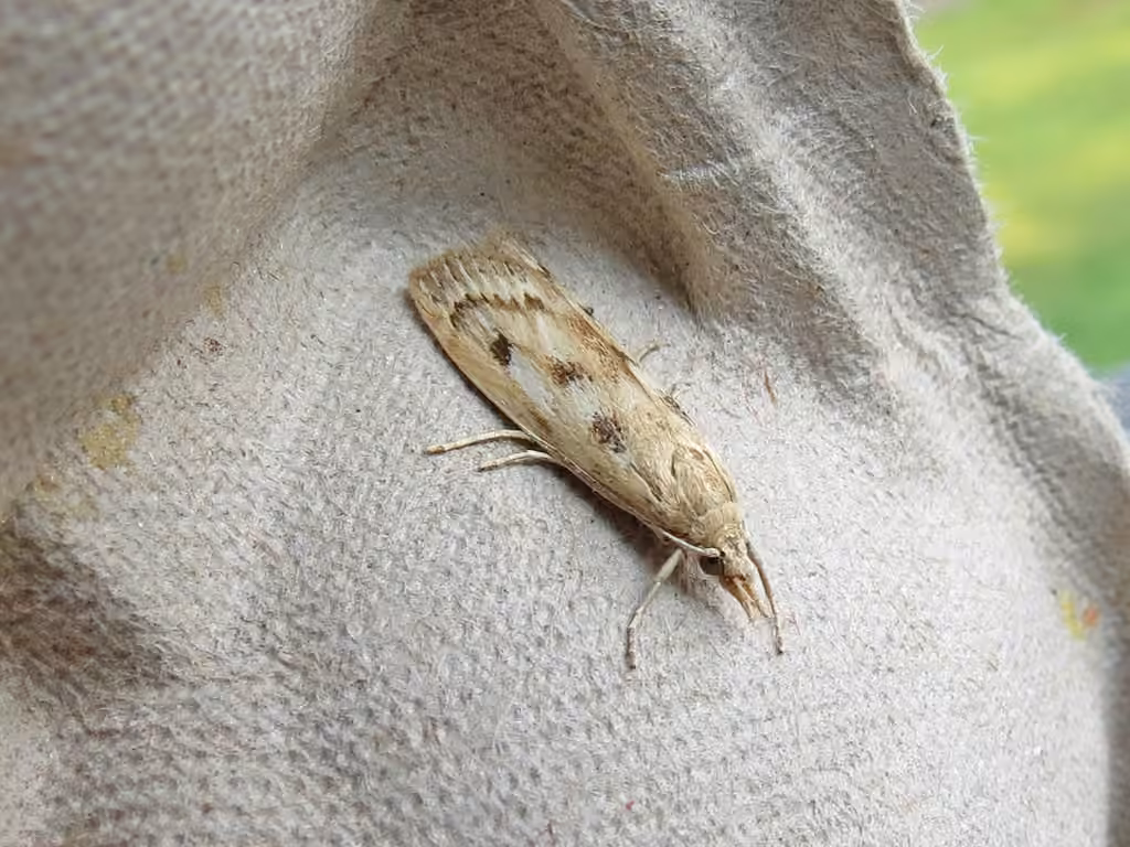Occidentalia comptulatalis, Adulte
