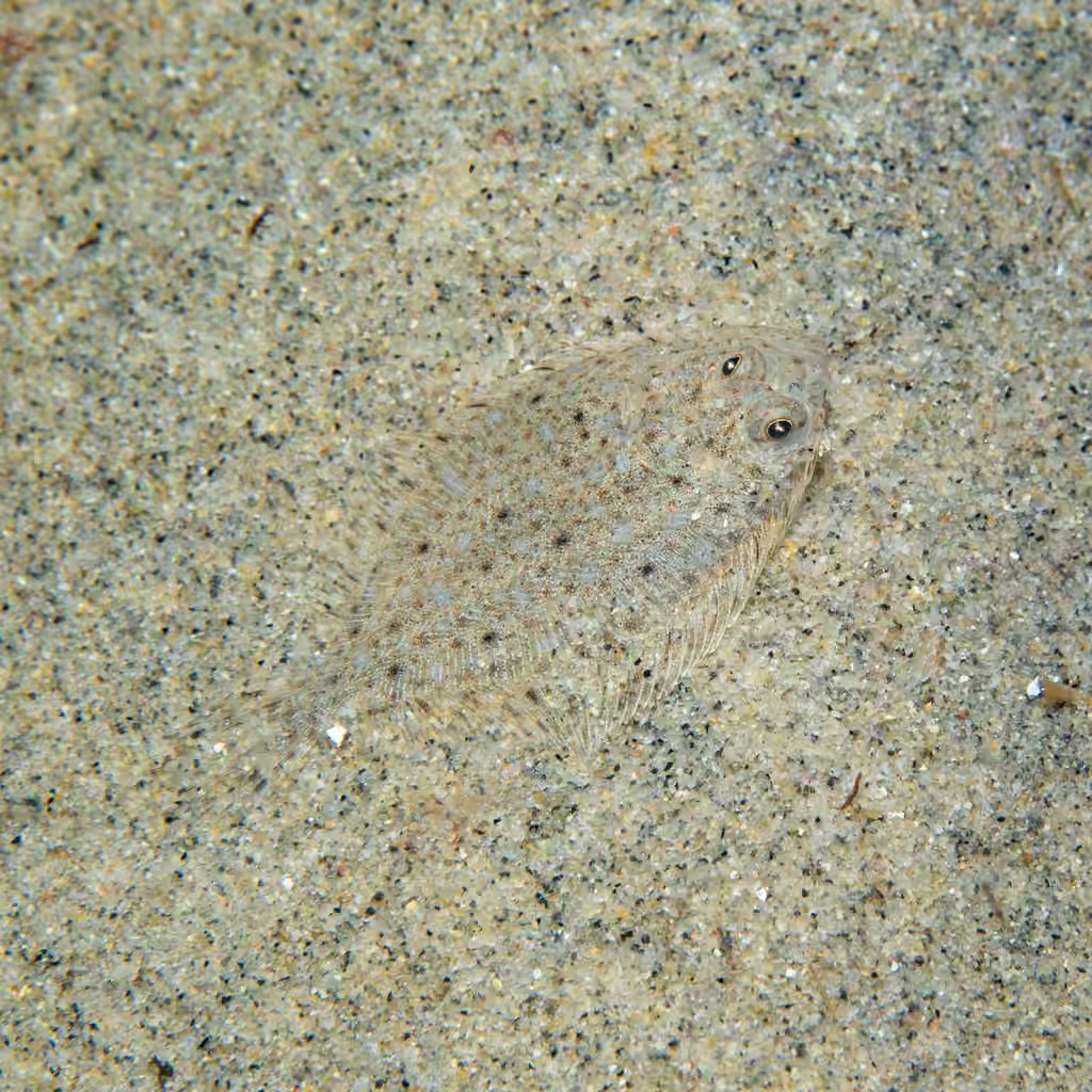 Turbot de sable, Juvénile