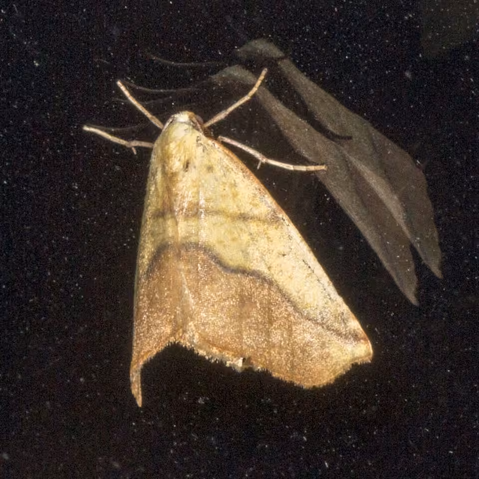 Sharp-lined Yellow, photo 3 of 5