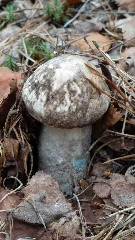 Mottled Bolete, photo 1 of 5