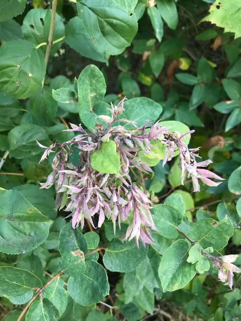 Honeysuckle aphid, photo 3 sur 5