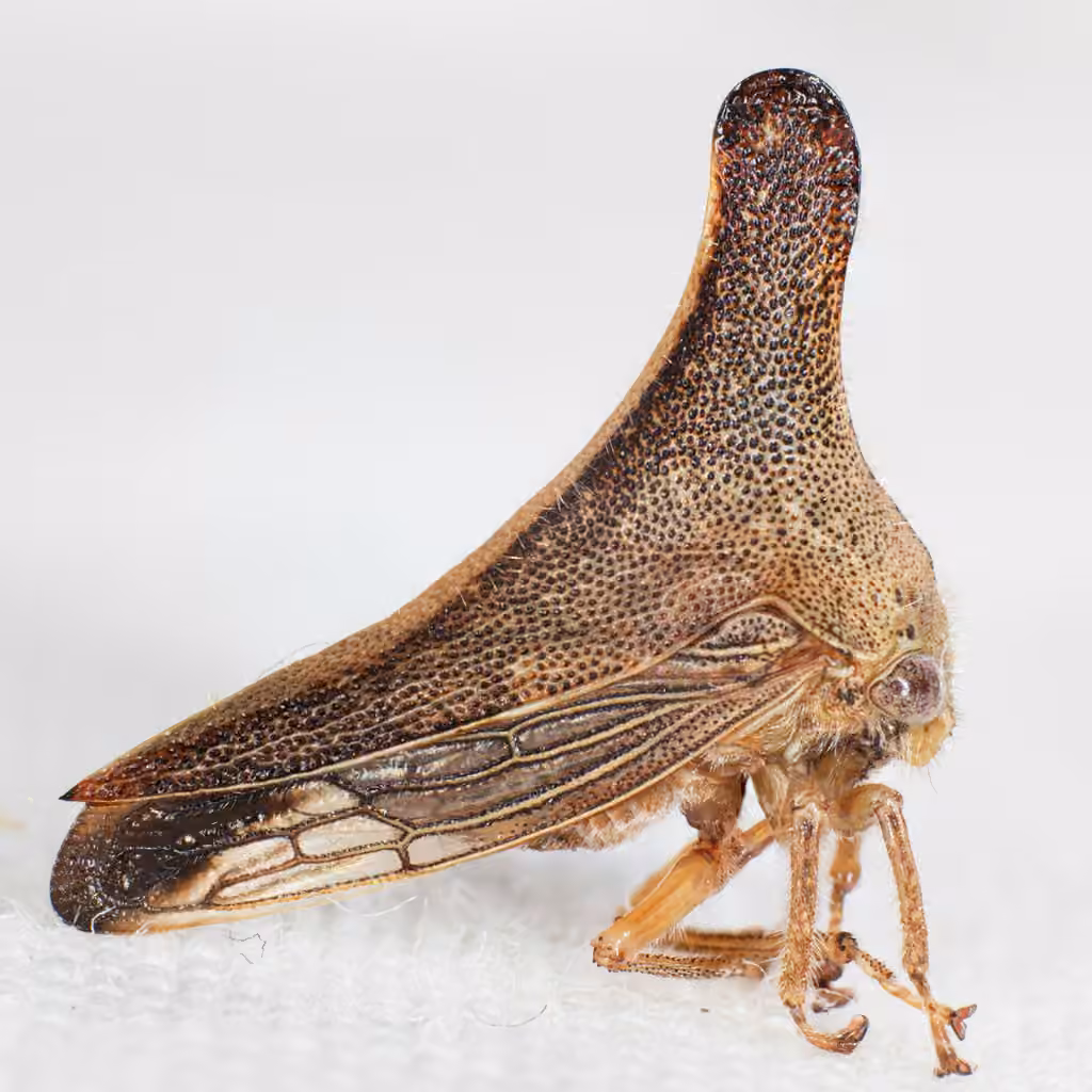 Glossonotus turriculatus, Femelle