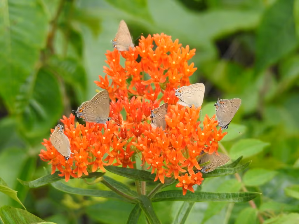 Edwards' Hairstreak, photo 3 of 5