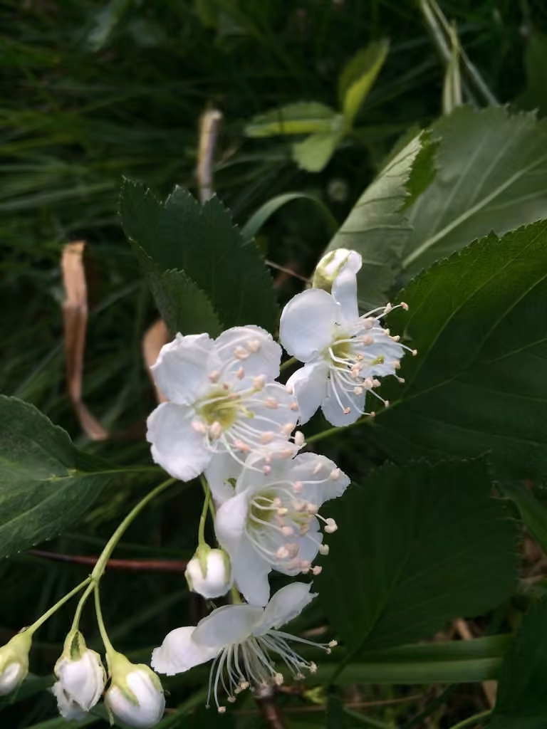 Aubépine de Brainerd, photo 1 sur 5