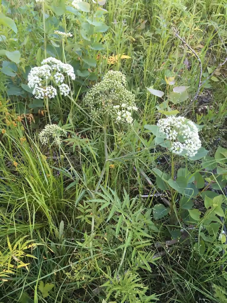 Spotted cowbane