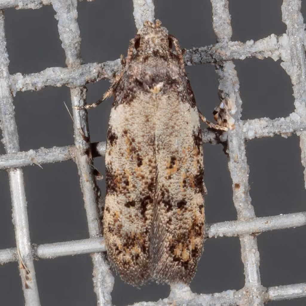 Triangle-marked Twirler Moth, Adulte