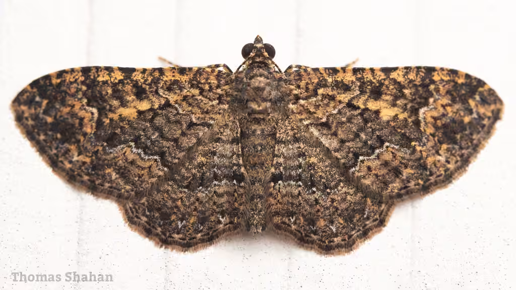 Somber Carpet Moth, photo 1 sur 5