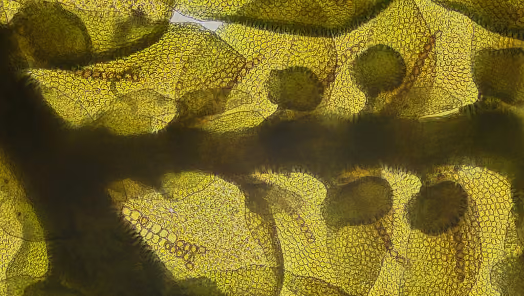 Frullanie symbiotique, photo 2 sur 5