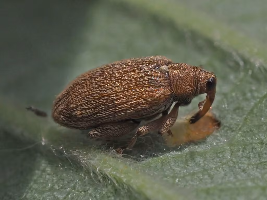 Alder Jumping Weevil, photo 3 of 5