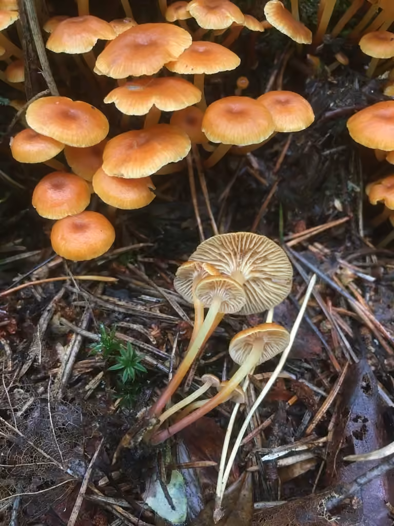 Pinewood Gingertail, photo 2 of 5