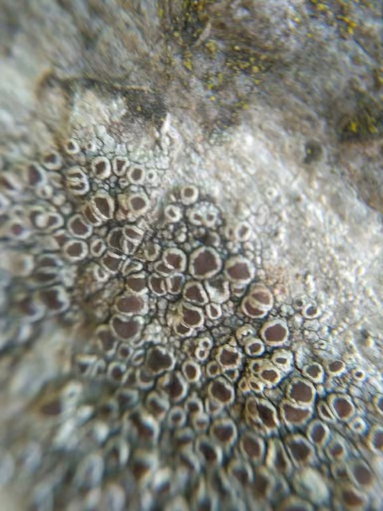 Lécanore argentifère, photo 2 sur 5