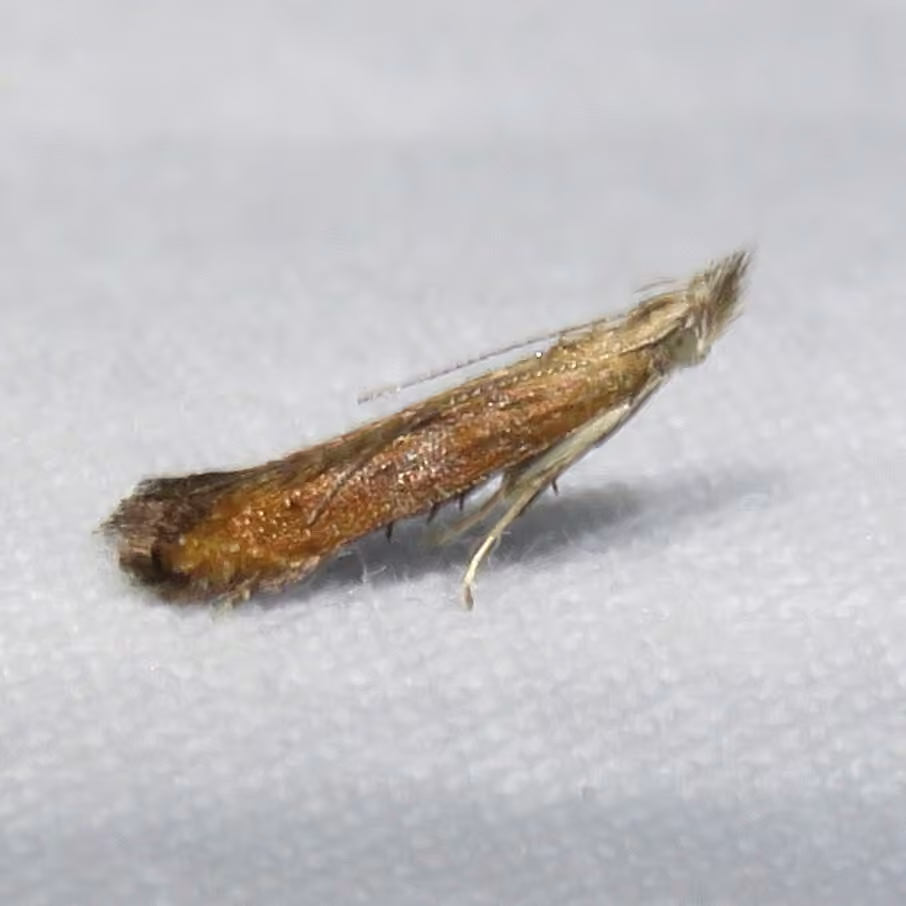 Isophrictis anteliella, Adult