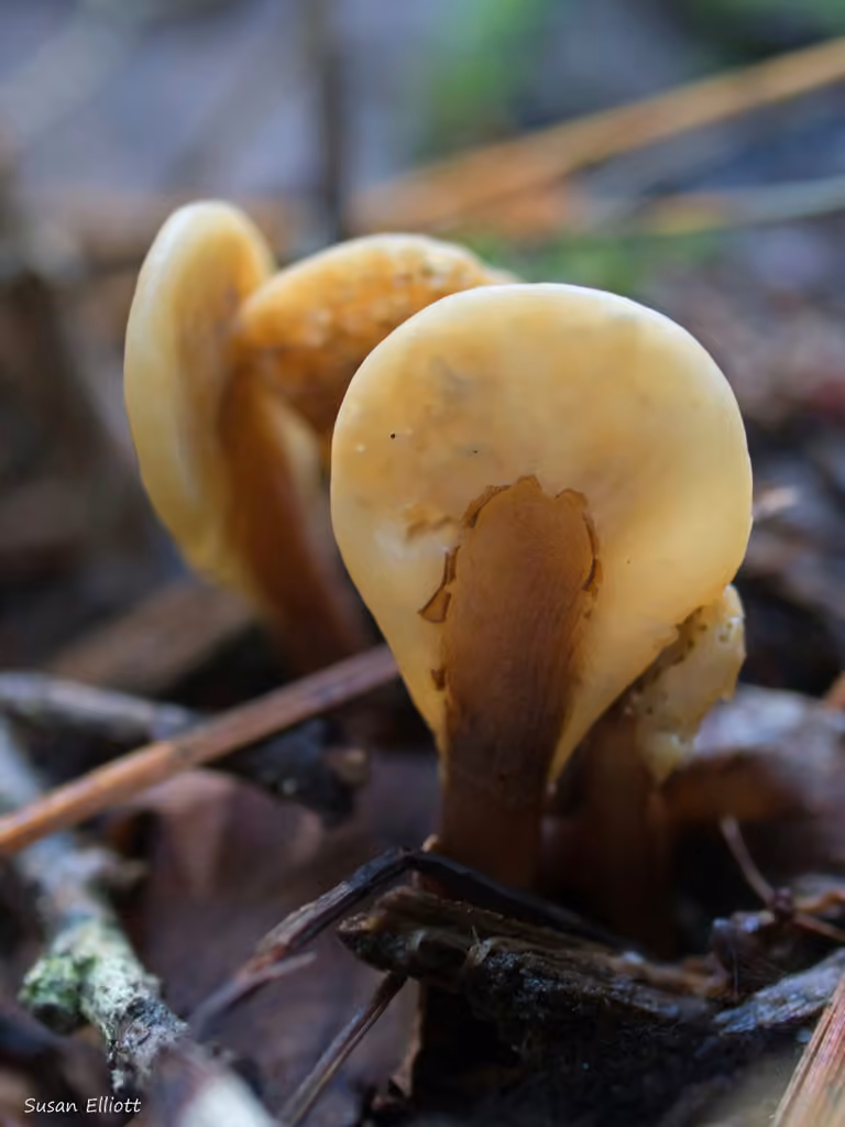 Spathulaire à pied velouté