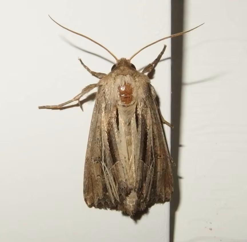 Four-lined Borer Moth, Adulte