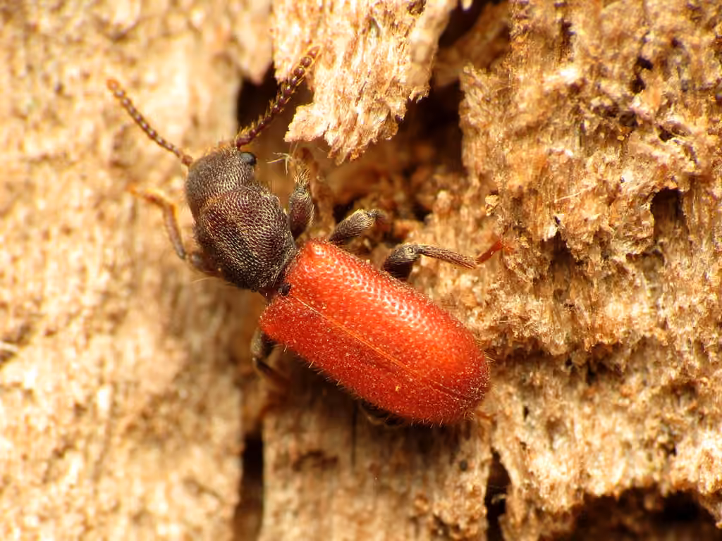 Cléride rouge