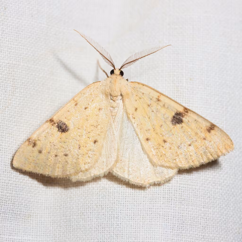 Sulphur Moth, Adulte