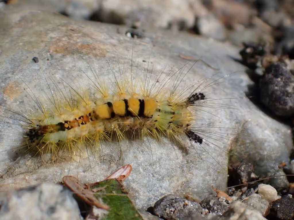 Rusty Tussock Moth, Caterpillar