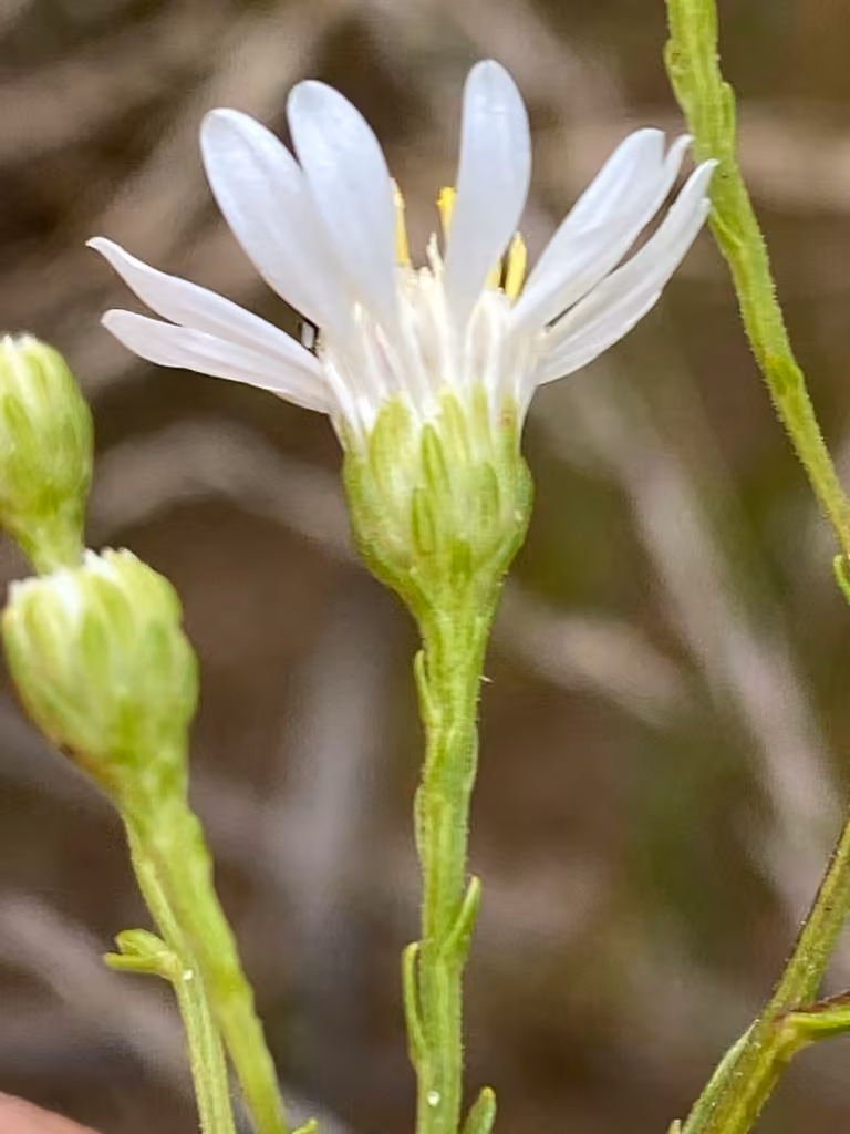 Prairie goldenrod, Flower buds