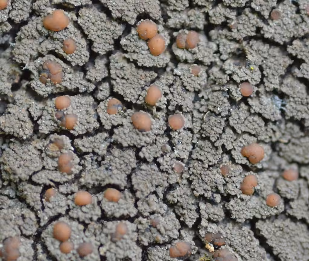 Rock Shingle Lichen, photo 2 of 5