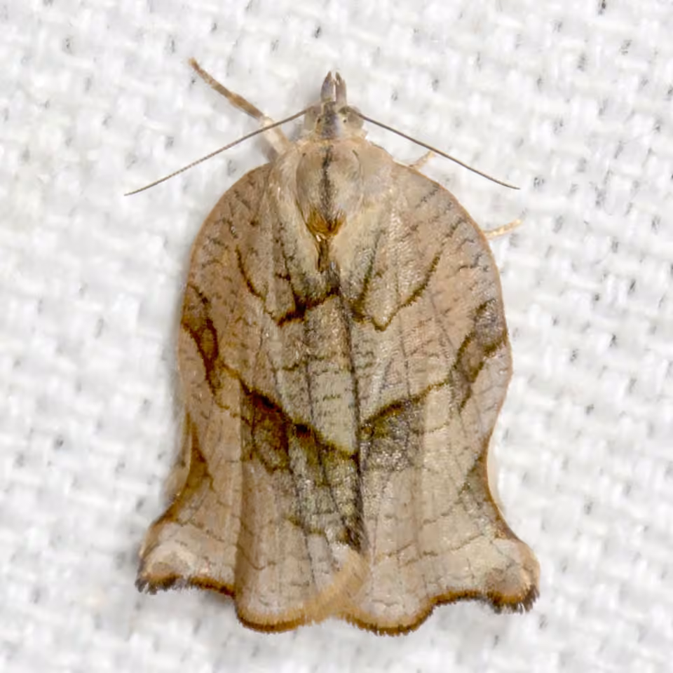 Tortrix purpurin