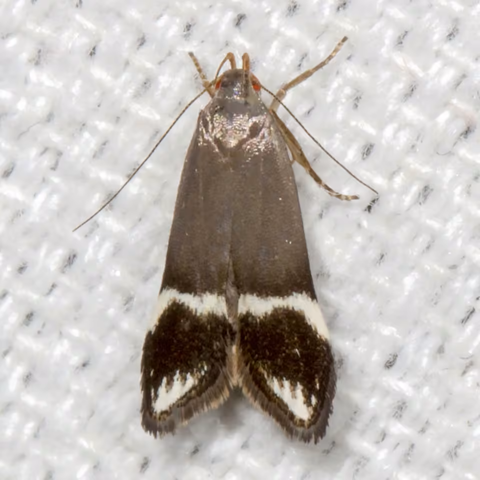 Anacampsis tristrigella