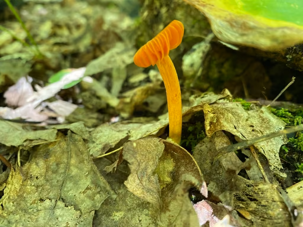 Entolome saumon, photo 3 sur 5