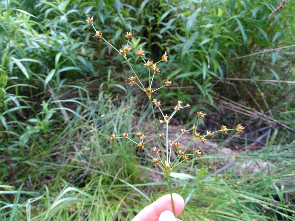 Smallhead rush, photo 1 of 5