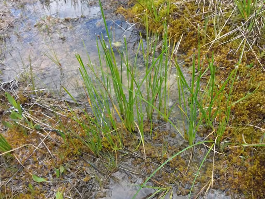 Flat-stem spike-rush, photo 3 of 5