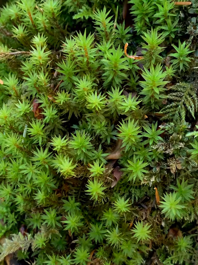Austria timmia moss, photo 1 of 5