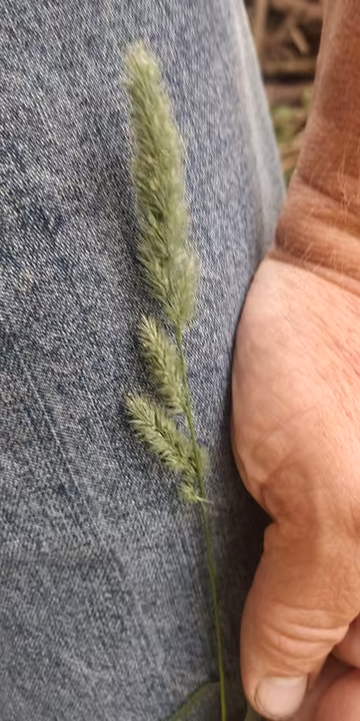 Green muhly, In flower