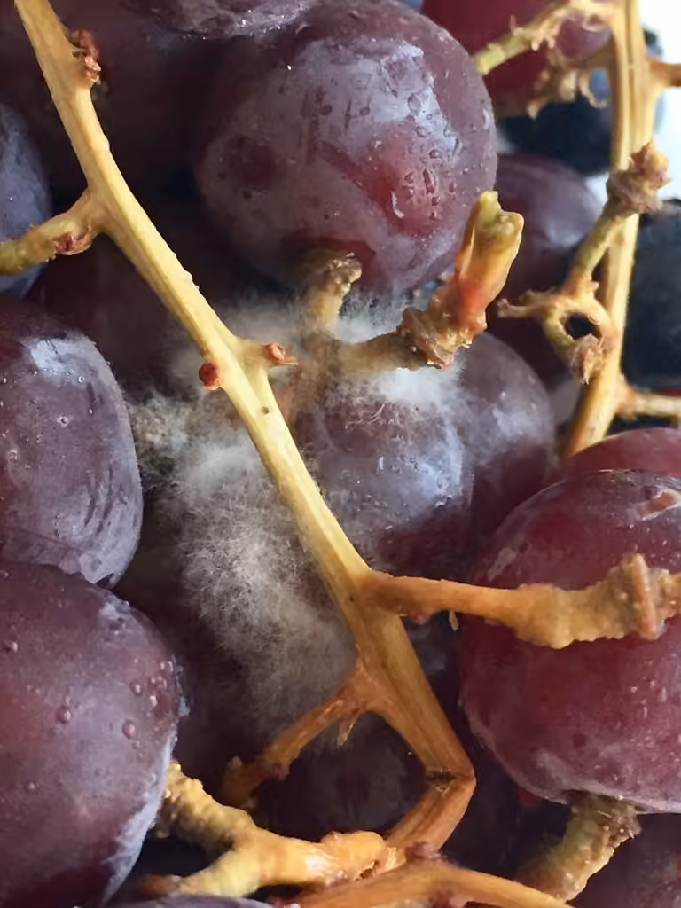 Moisissure Grise des Fruits, photo 2 sur 5