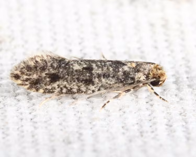 Niditinea orleansella, Adult