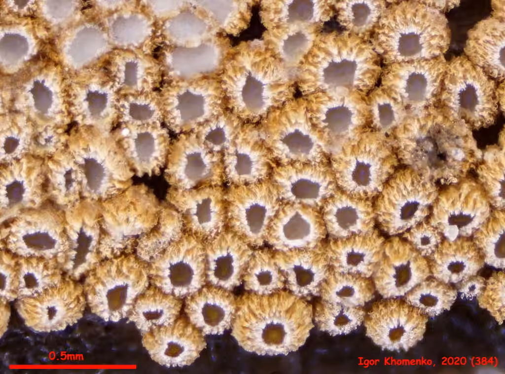 Merismodes anomala