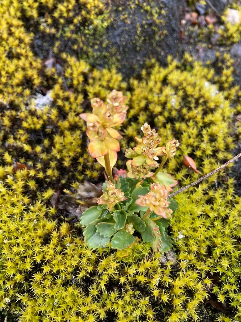 Ottertail Pass saxifrage, In fruit