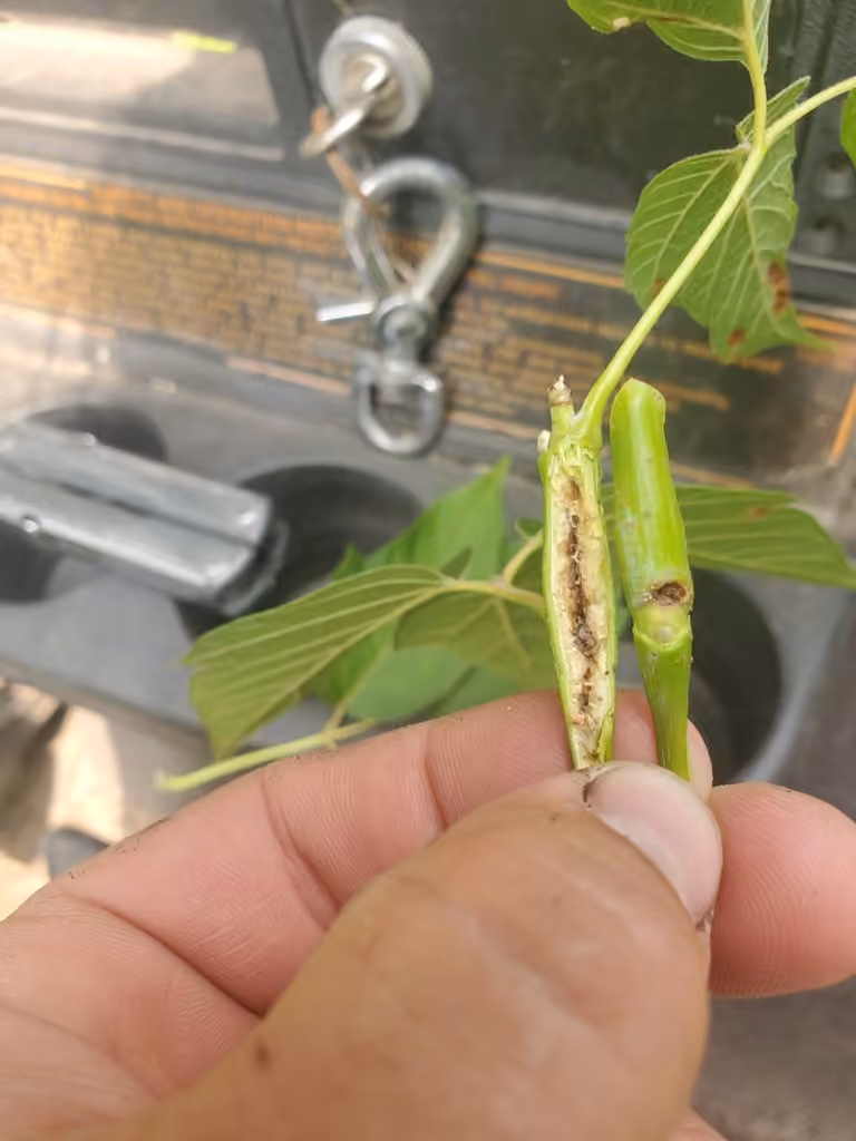 Boxelder Twig Borer Moth, photo 3 of 5
