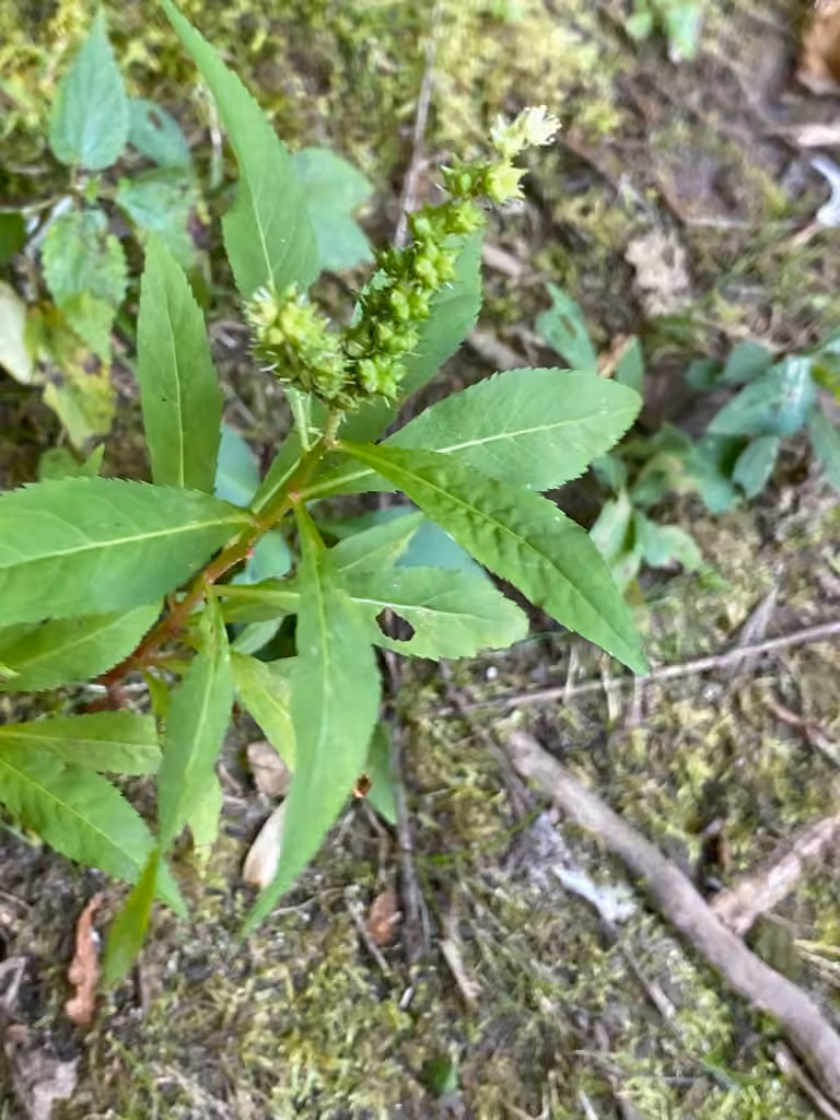 Penthorum faux-orpin, En fleurs