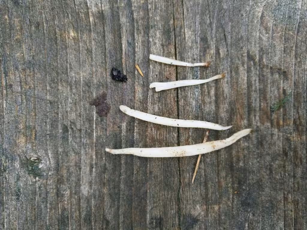 Clavaire vermicelle, photo 2 sur 5