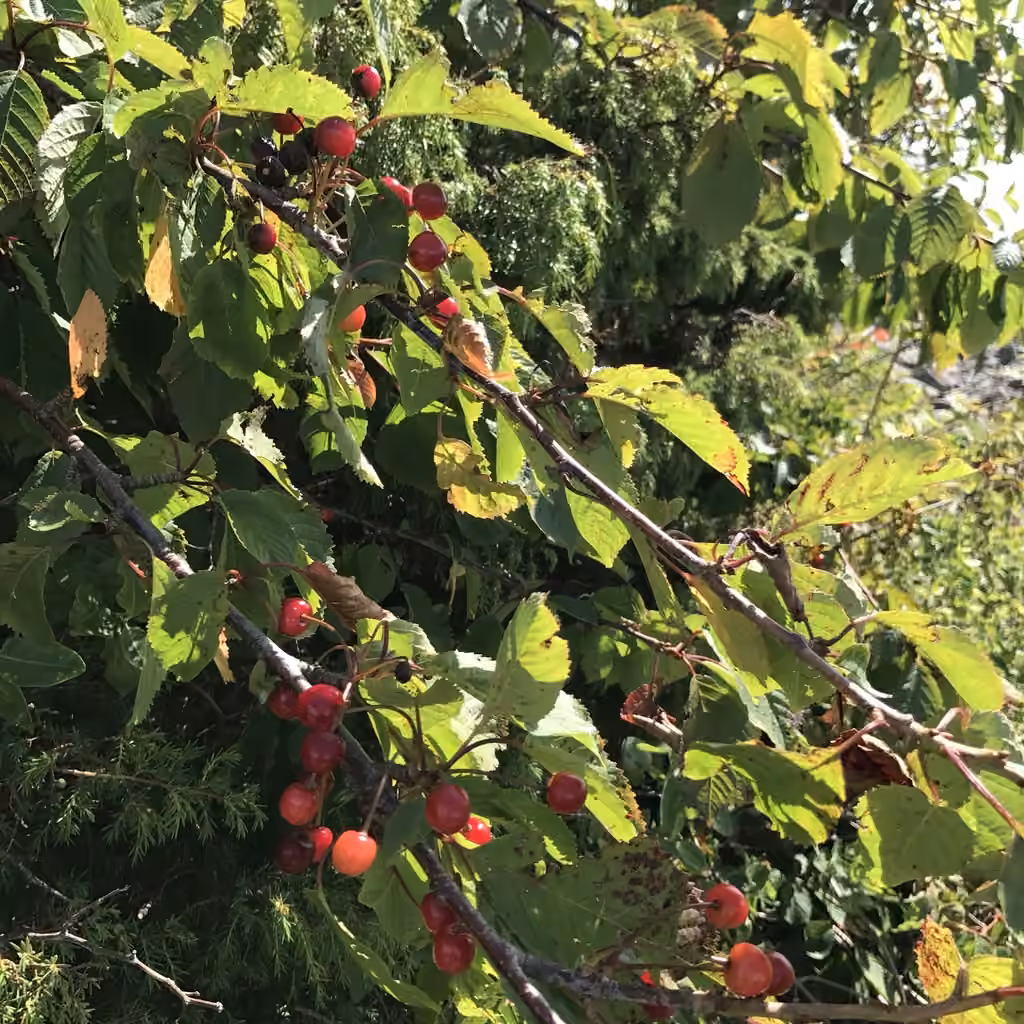 Cerisier acide, En fruits