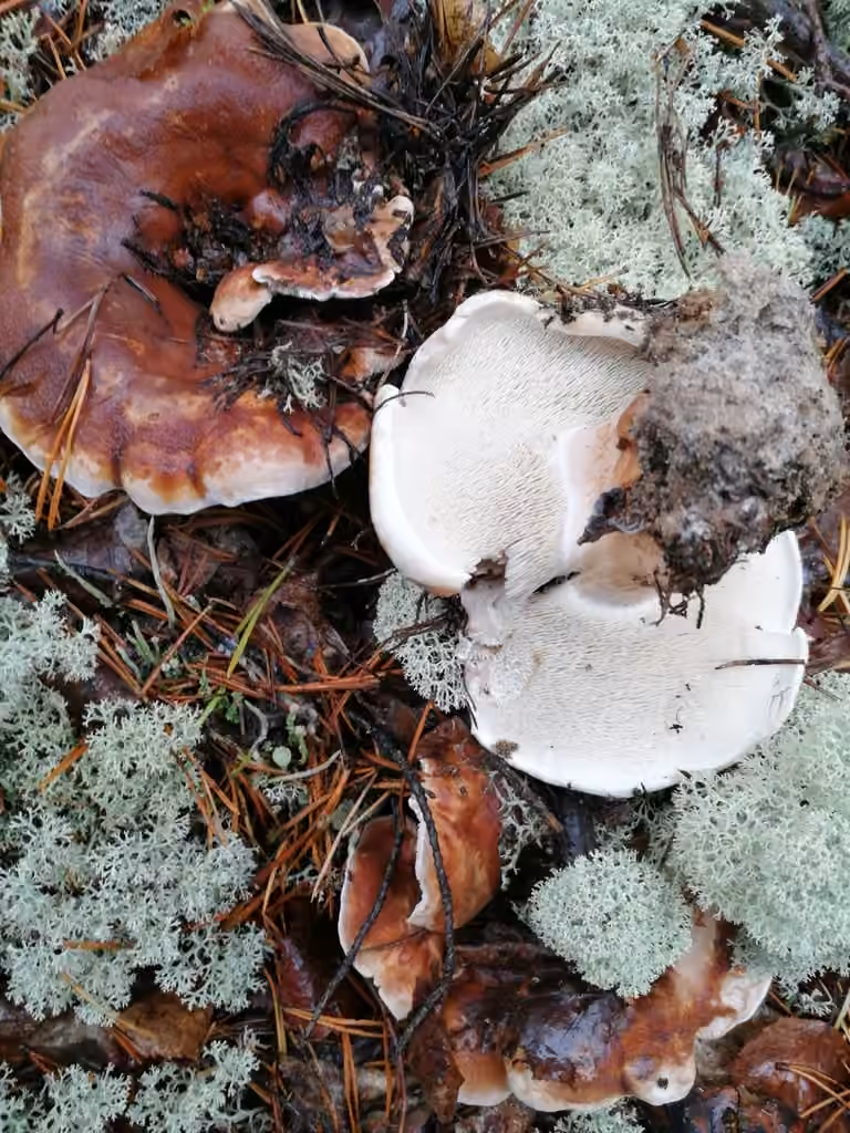 Hydne blanc fuligineux