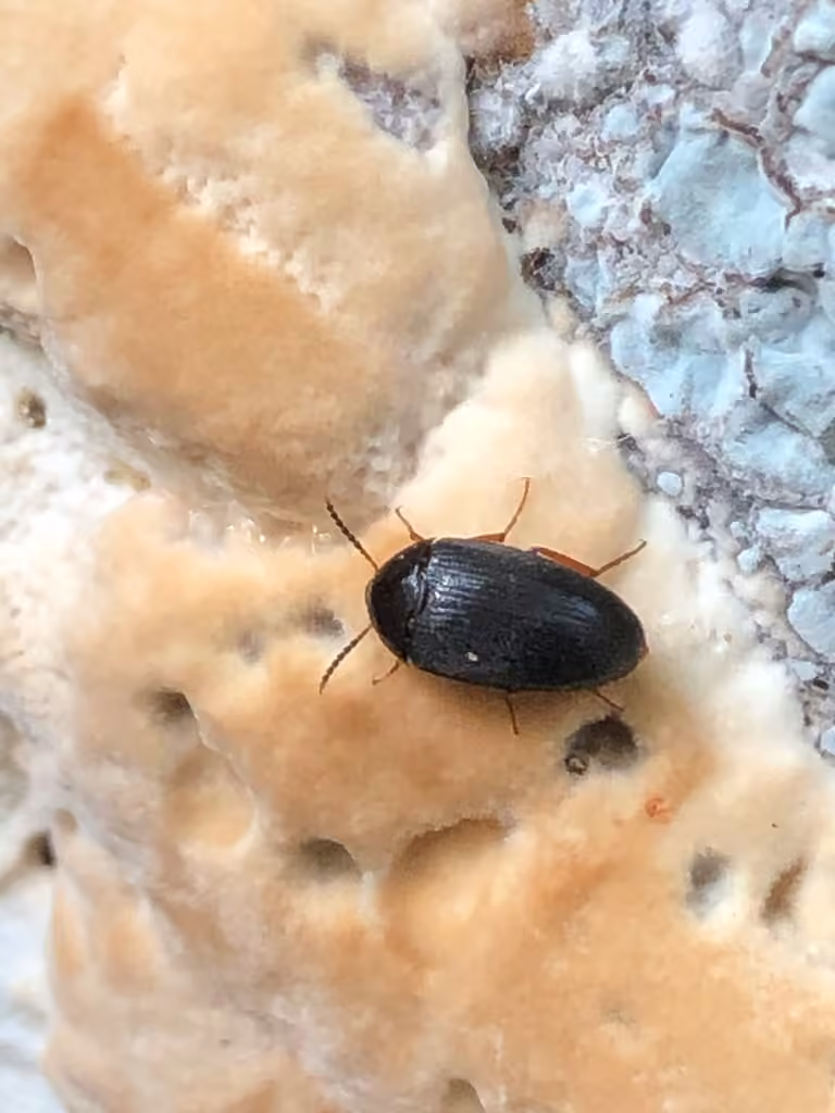 Tétratome bicolore, Adulte