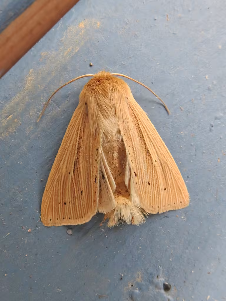 Lesser Wainscot, photo 1 of 5