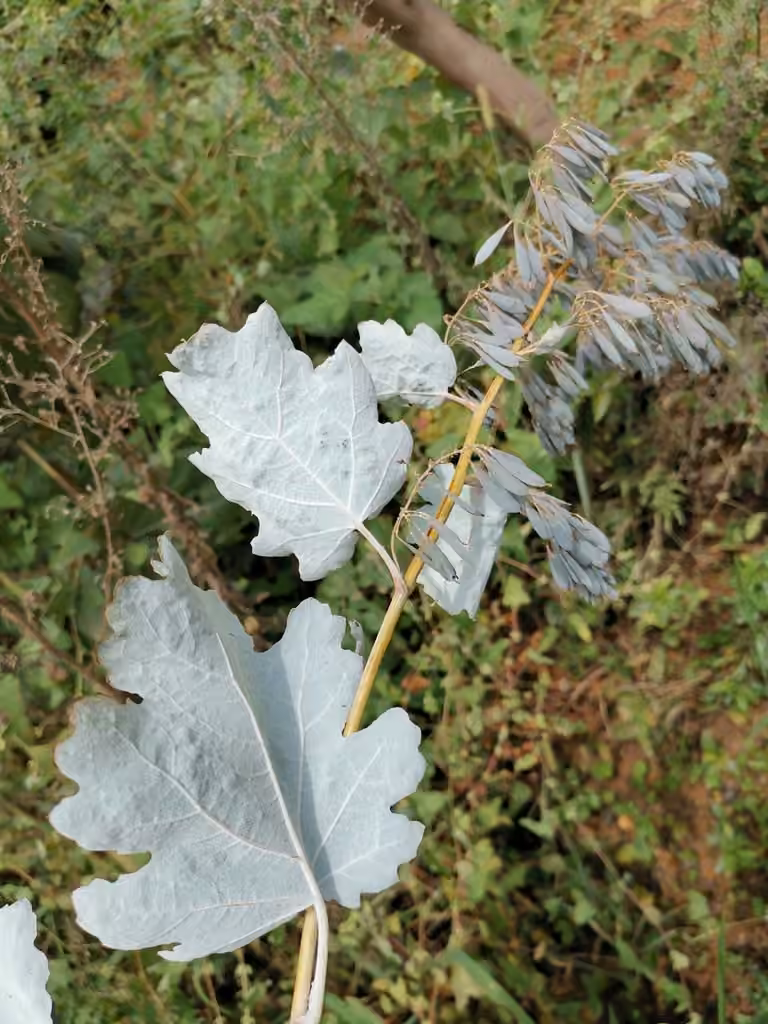 Macléaya à feuilles cordées, En fruits