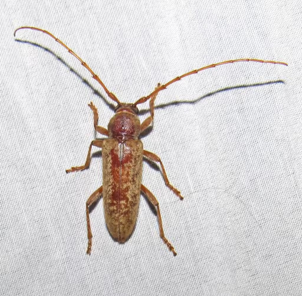 Longicorne du chêne rouge, photo 1 sur 5