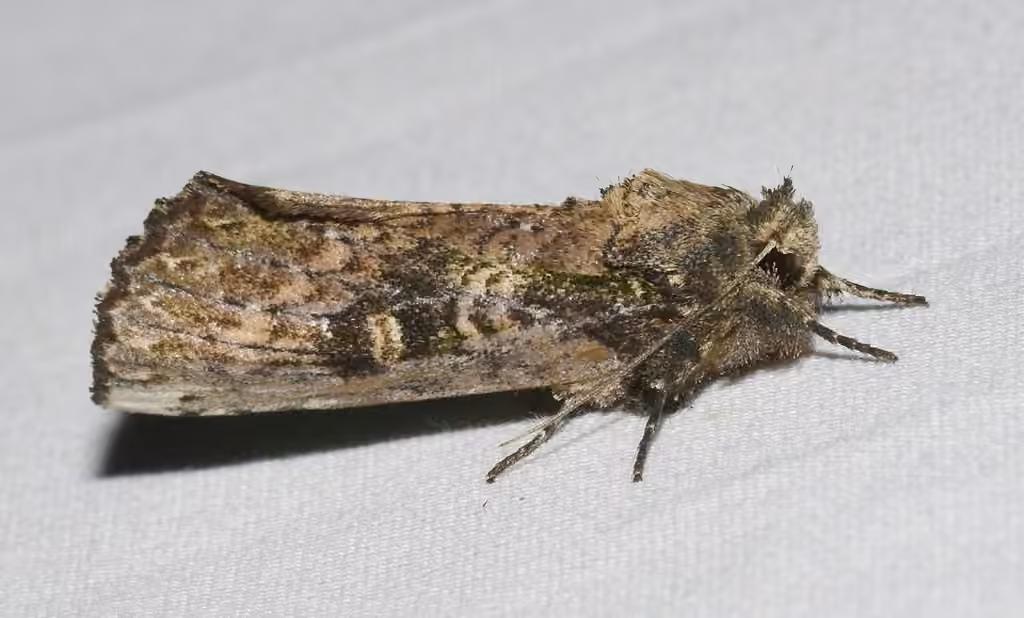 Morning-glory Prominent, photo 1 of 5