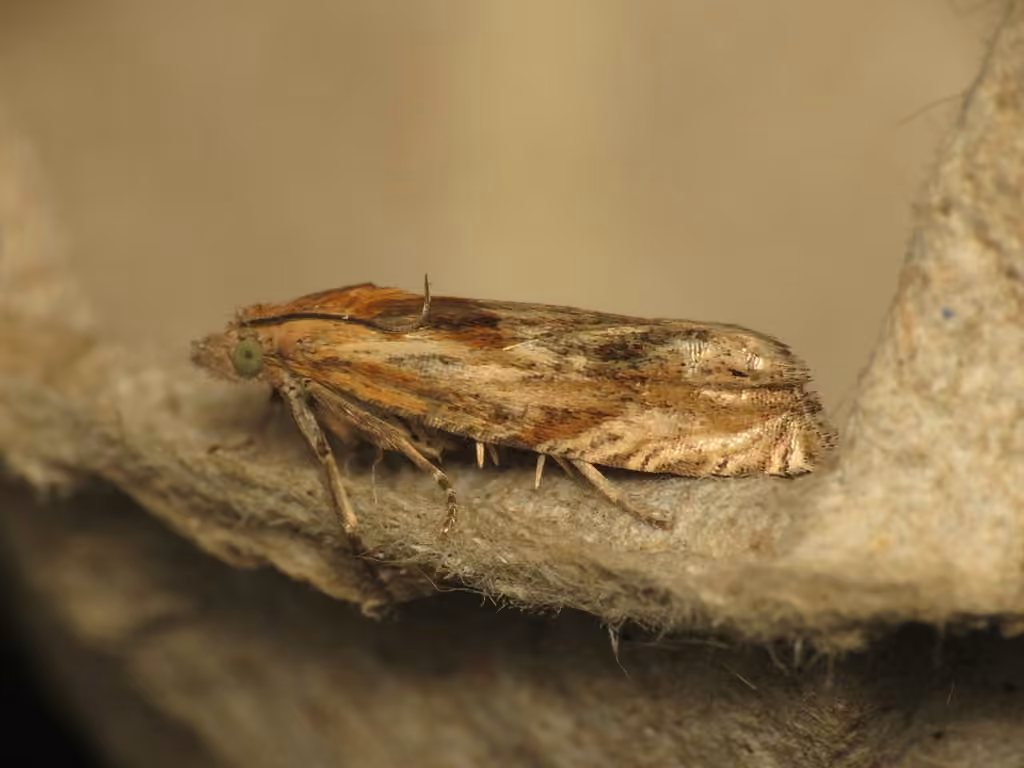Eucosmie chenue, photo 2 sur 5